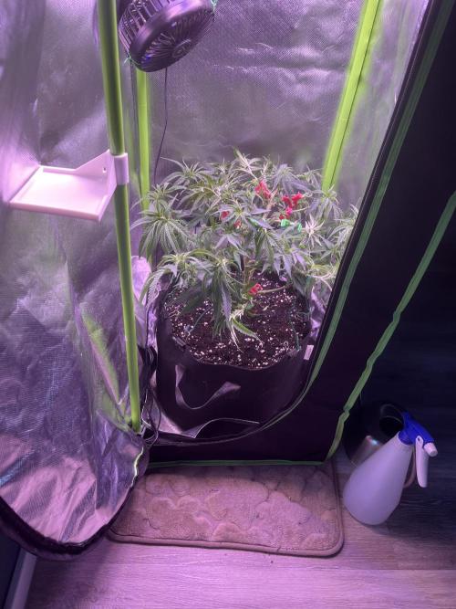 Runtz von Barneys Farm. Week 5