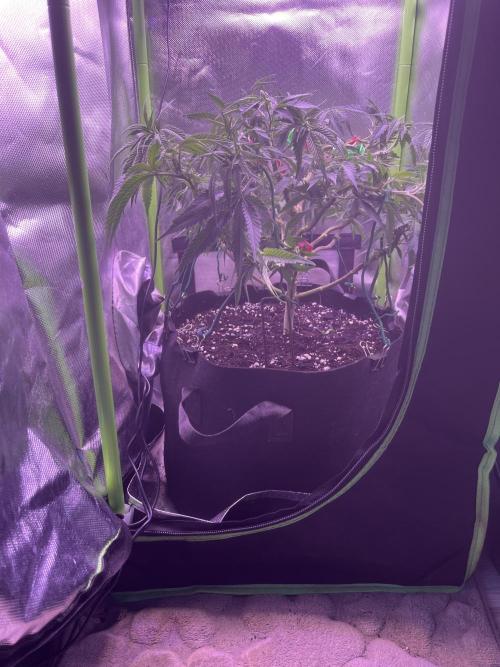 Runtz von Barneys Farm. Week 5