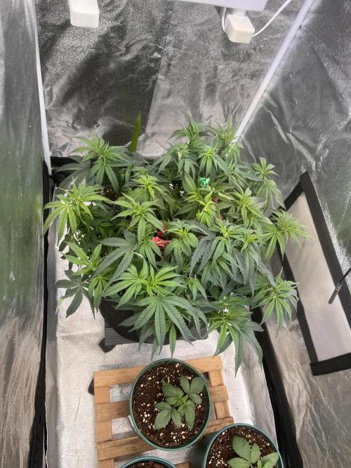 Runtz von Barneys Farm. Week 5