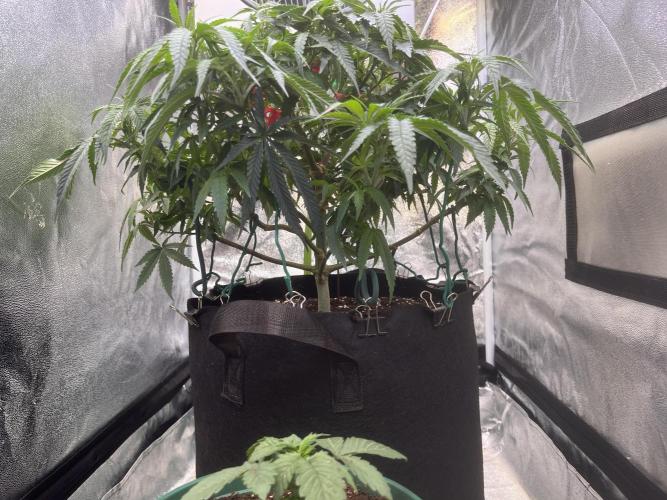 Runtz von Barneys Farm. Week 5