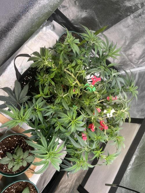 Runtz von Barneys Farm. Week 6