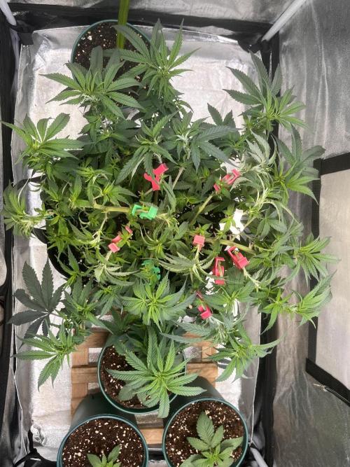 Runtz von Barneys Farm. Week 6
