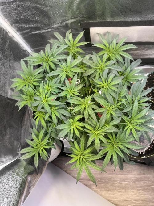 Runtz von Barneys Farm. Week 6