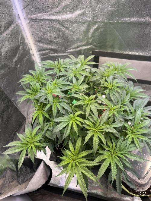 Runtz von Barneys Farm. Week 6