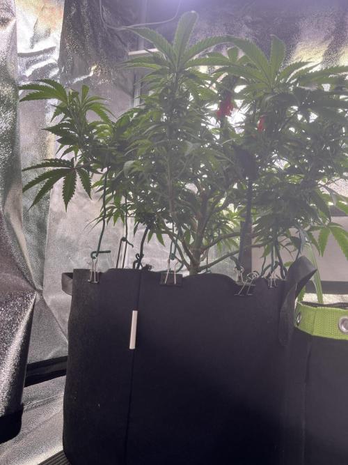 Runtz von Barneys Farm. Week 6