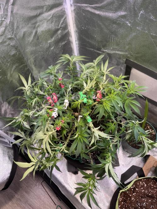 Runtz von Barneys Farm. Week 6