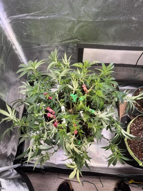 Runtz von Barneys Farm. Week 6