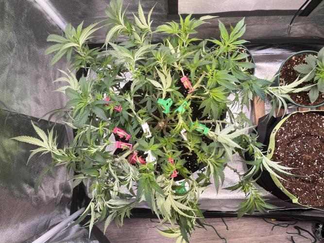 Runtz von Barneys Farm. Week 6