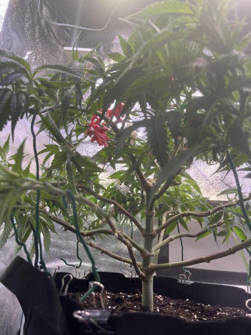 Runtz von Barneys Farm. Week 6
