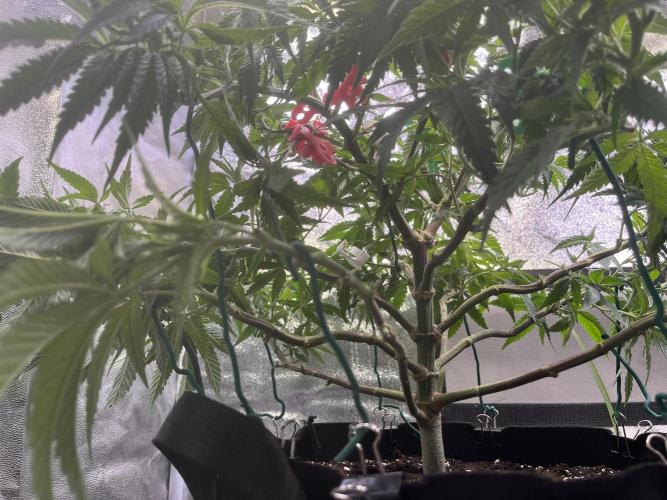Runtz von Barneys Farm. Week 6