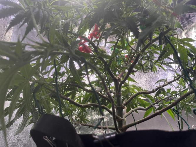 Runtz von Barneys Farm. Week 6