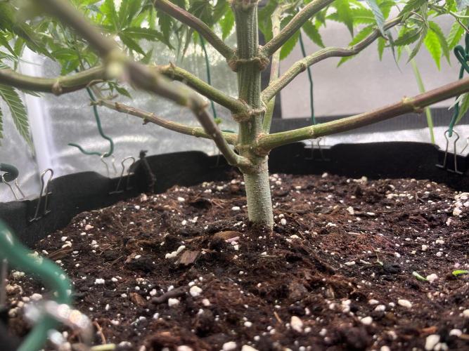 Runtz von Barneys Farm. Week 6