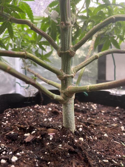 Runtz von Barneys Farm. Week 6