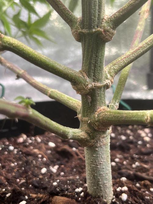 Runtz von Barneys Farm. Week 6
