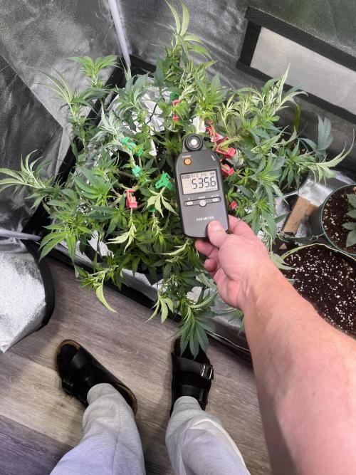 Runtz von Barneys Farm. Week 6