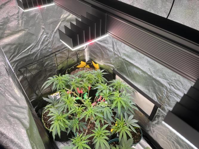 Runtz von Barneys Farm. Week 8