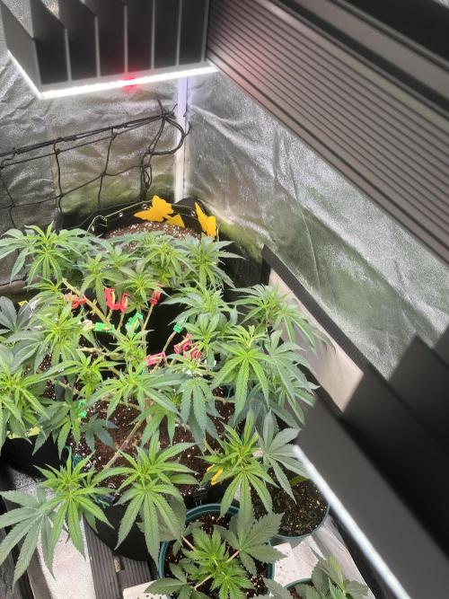 Runtz von Barneys Farm. Week 8