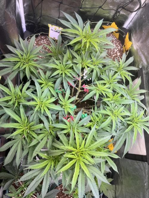 Runtz von Barneys Farm. Week 8