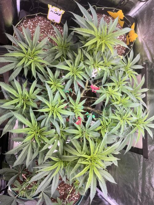 Runtz von Barneys Farm. Week 8