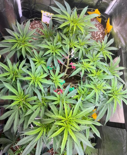 Runtz von Barneys Farm. Week 8
