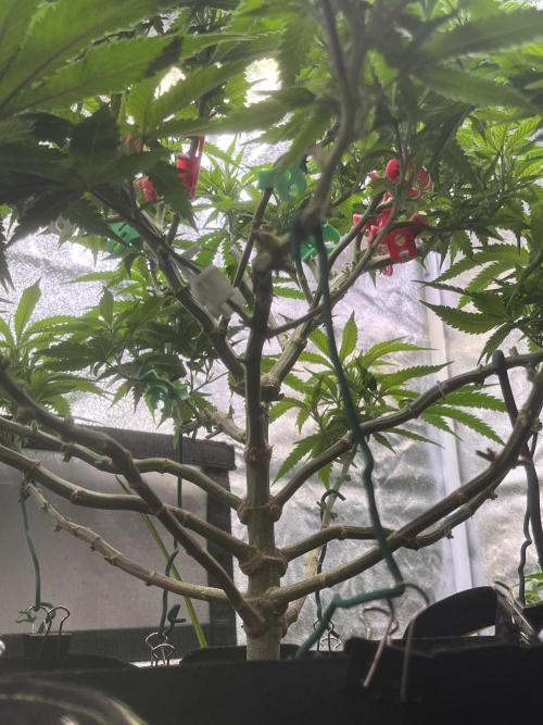 Runtz von Barneys Farm. Week 8