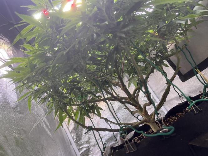 Runtz von Barneys Farm. Week 8