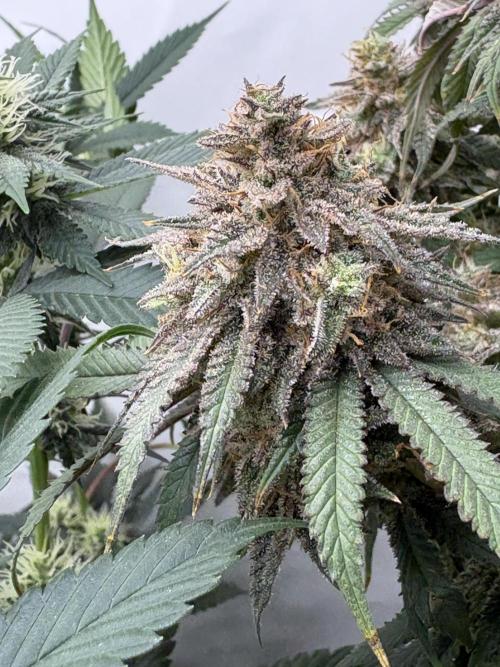 Runtz von Barneys Farm. Week 16