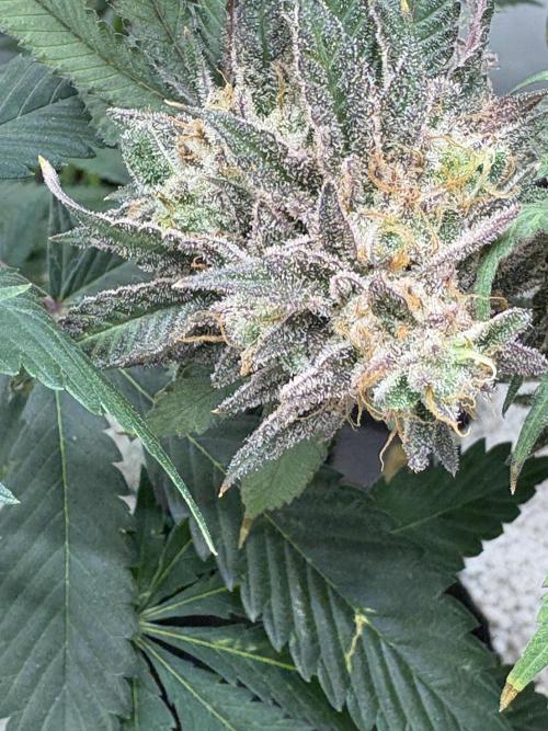 Runtz von Barneys Farm. Week 16