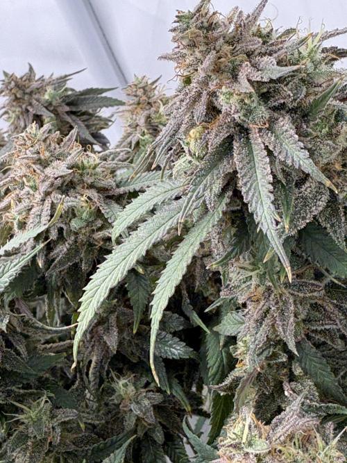Runtz von Barneys Farm. Week 16