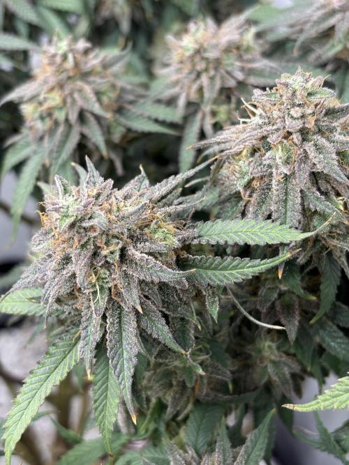 Runtz von Barneys Farm. Week 16