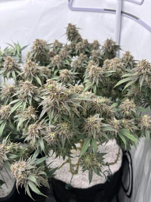 Runtz von Barneys Farm. Week 16