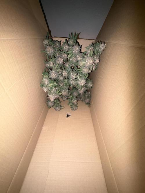 Runtz von Barneys Farm. Week 17