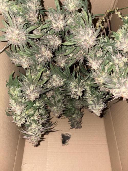 Runtz von Barneys Farm. Week 17