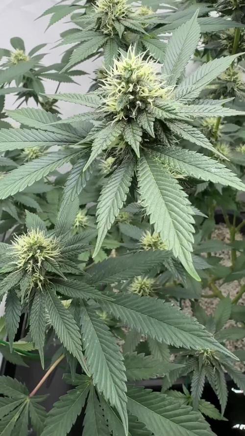 Pineapple Chunk Mainlining + manifolding