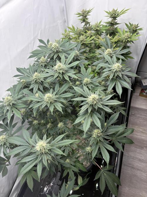 Pineapple Chunk Mainlining + manifolding. Week 14