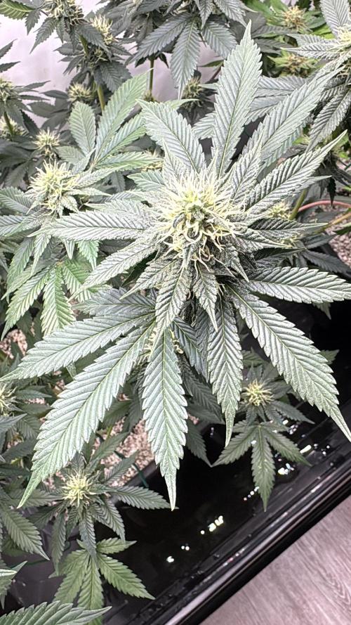 Pineapple Chunk Mainlining + manifolding. Week 14