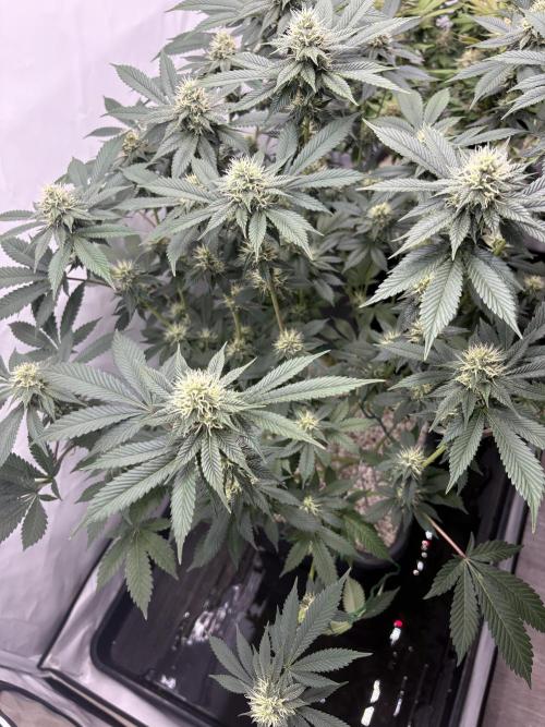 Pineapple Chunk Mainlining + manifolding. Week 14