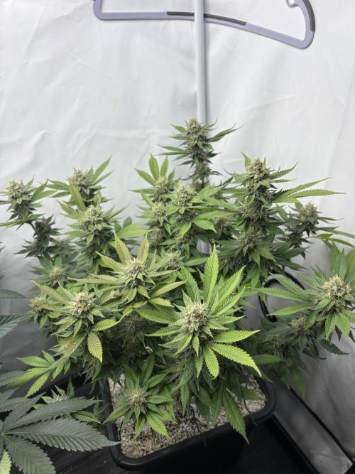 Pineapple Chunk Mainlining + manifolding. Week 14