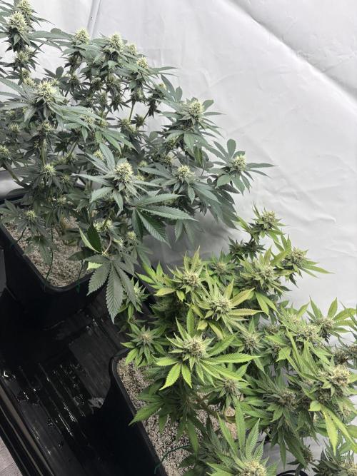 Pineapple Chunk. Week 14