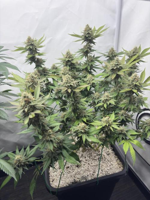 Pineapple Chunk Mainlining + manifolding. Week 15