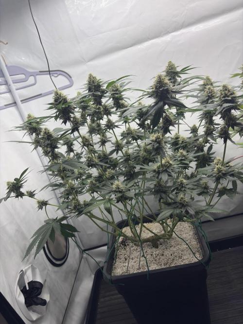Pineapple Chunk Mainlining + manifolding. Week 15