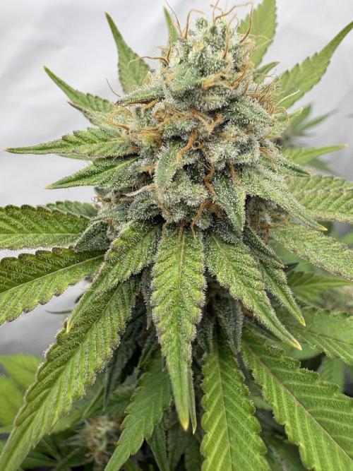Pineapple Chunk Mainlining + manifolding. Week 15