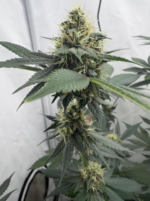 Pineapple Chunk Mainlining + manifolding. Week 15
