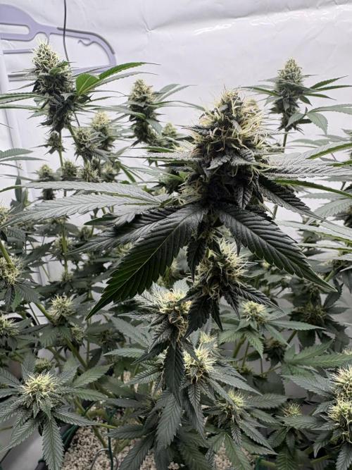 Pineapple Chunk Mainlining + manifolding. Week 15