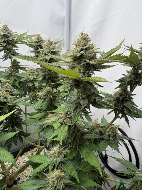 Pineapple Chunk Mainlining + manifolding. Week 15