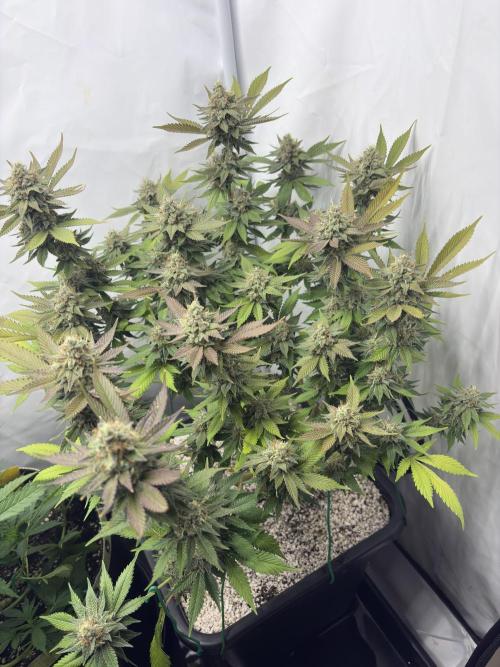 Pineapple Chunk Mainlining + manifolding. Week 16