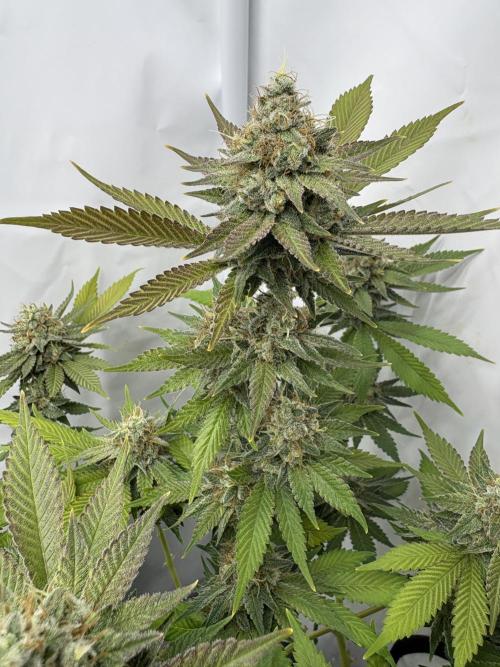 Pineapple Chunk Mainlining + manifolding. Week 16