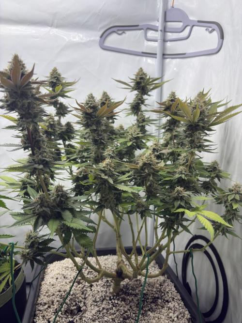 Pineapple Chunk Mainlining + manifolding. Week 16