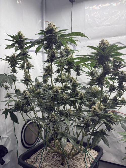 Pineapple Chunk Mainlining + manifolding. Week 16