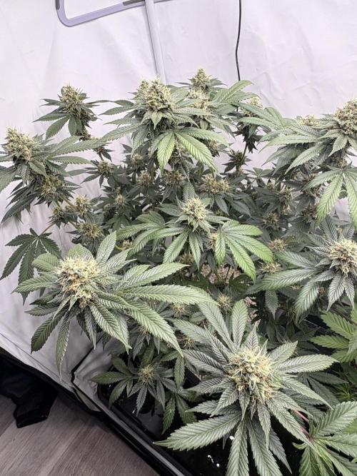 Pineapple Chunk Mainlining + manifolding. Week 16